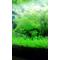 [A:F37E][A:F3DE]柳川熱帯魚[A:F3DE][A:F37E]