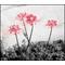 lycoris.